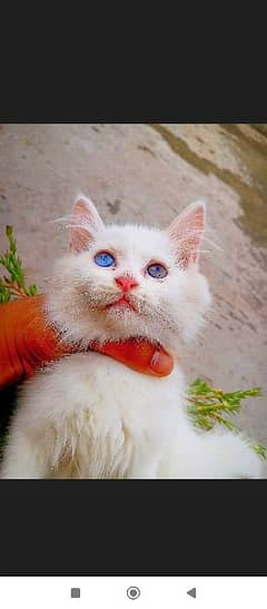 blue eyes Persian kitty