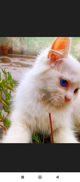 blue eyes Persian kitty 3