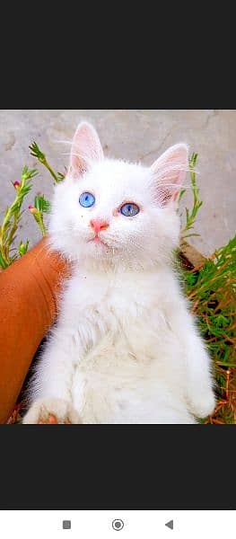 blue eyes Persian kitty 4