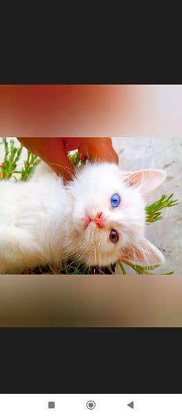 blue eyes Persian kitty 5