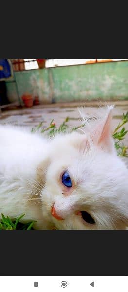 blue eyes Persian kitty 6