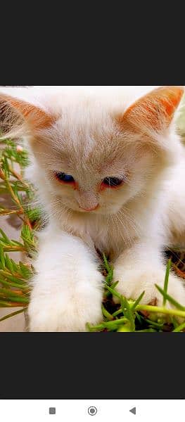blue eyes Persian kitty 10