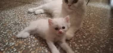 Persian white /cat /Persian kittens / triple coated
