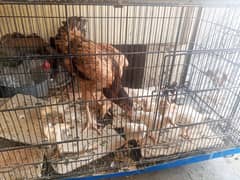 high quality Madi 6 chicks aseel 3 chicks Heera price 15k 0