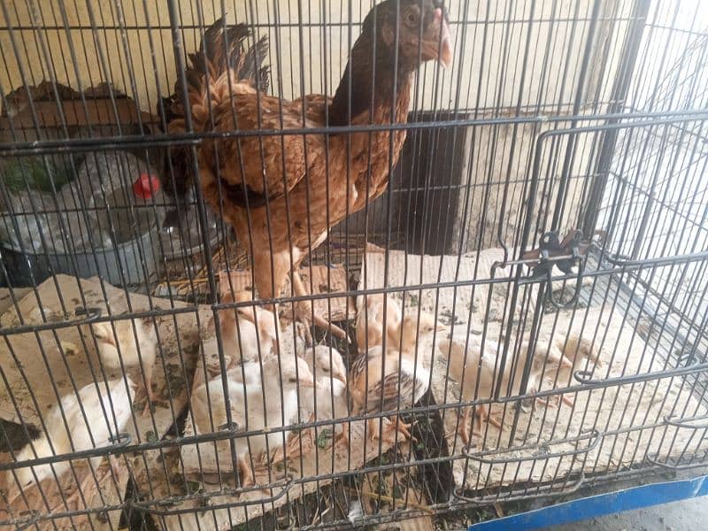 high quality Madi 6 chicks aseel 3 chicks Heera price 15k 1