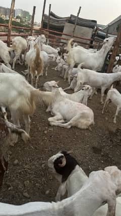 goats for sell 2dant 4dant