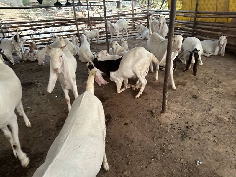 goats for sell 2dant 4dant 4