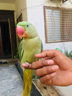 RAW Parrot With Cage for sale 15 months of age