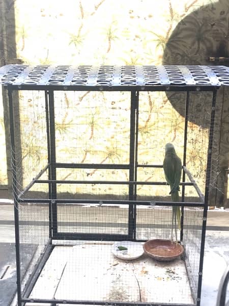 RAW Parrot With Cage for sale 15 months of age 1