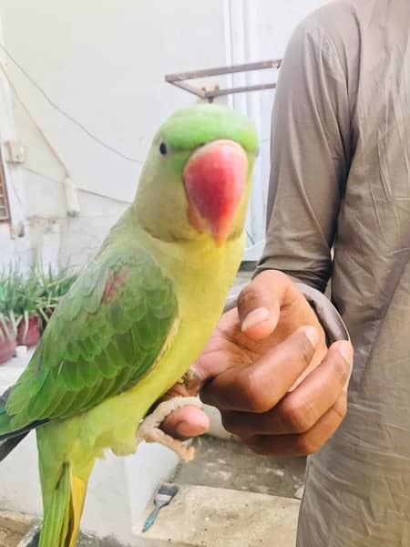 RAW Parrot With Cage for sale 15 months of age 3