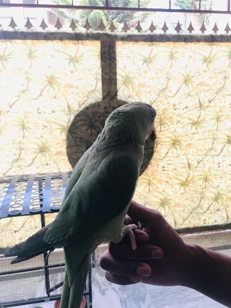 RAW Parrot With Cage for sale 15 months of age 4
