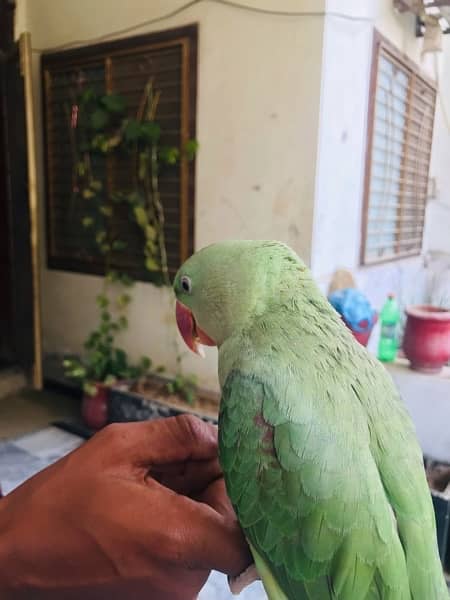 RAW Parrot With Cage for sale 15 months of age 5