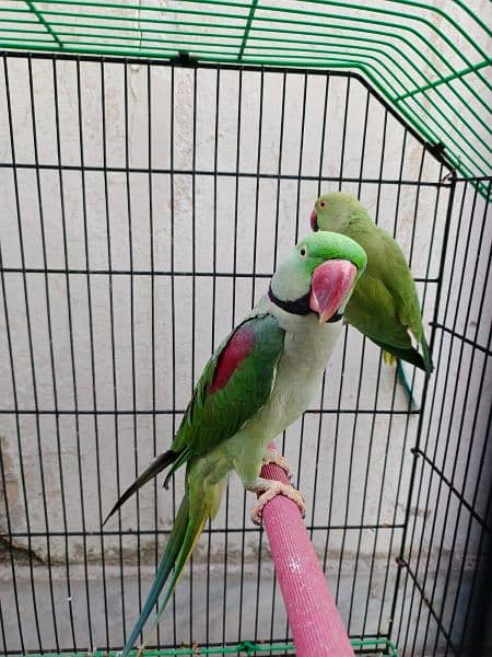 Raw parrots 3