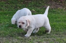 British Labrador puppies