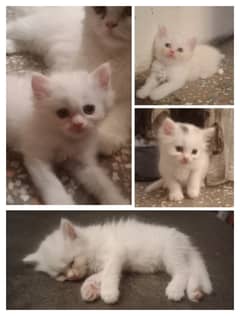 Persian/male cat / persian /kitten/ white cat //kitten //white // 0