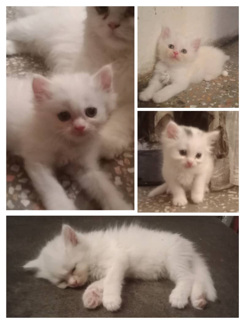 Persian/male cat / persian /kitten/ white cat //kitten //white // 0