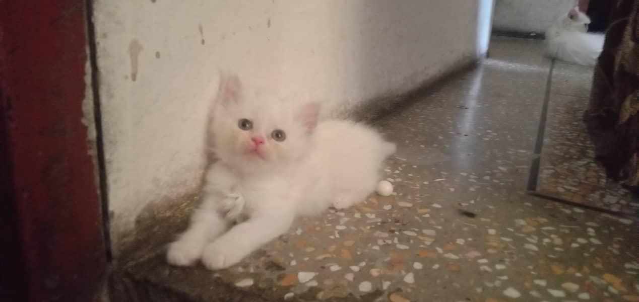 Persian/male cat / persian /kitten/ white cat //kitten //white // 1