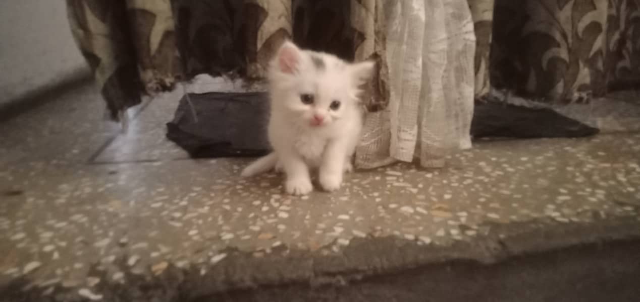 Persian/male cat / persian /kitten/ white cat //kitten //white // 2