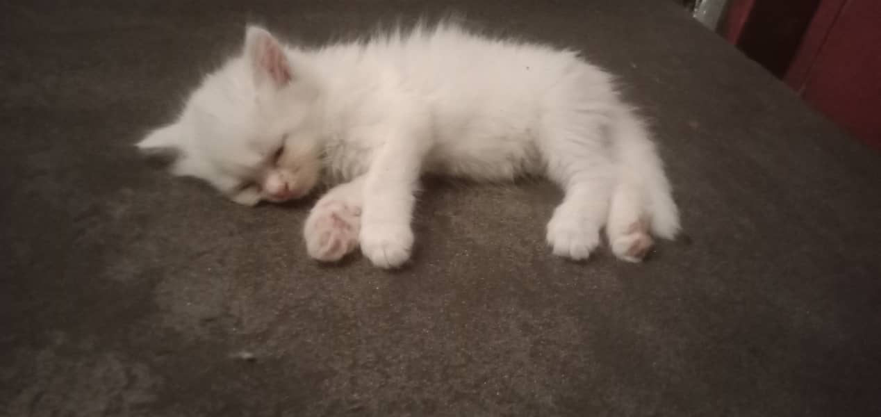 Persian/male cat / persian /kitten/ white cat //kitten //white // 3