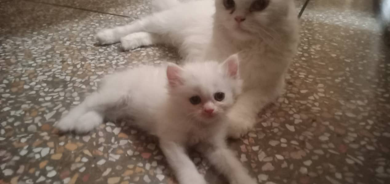 Persian/male cat / persian /kitten/ white cat //kitten //white // 4