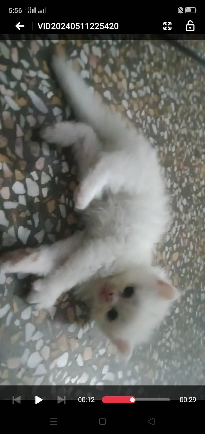 Persian/male cat / persian /kitten/ white cat //kitten //white // 5
