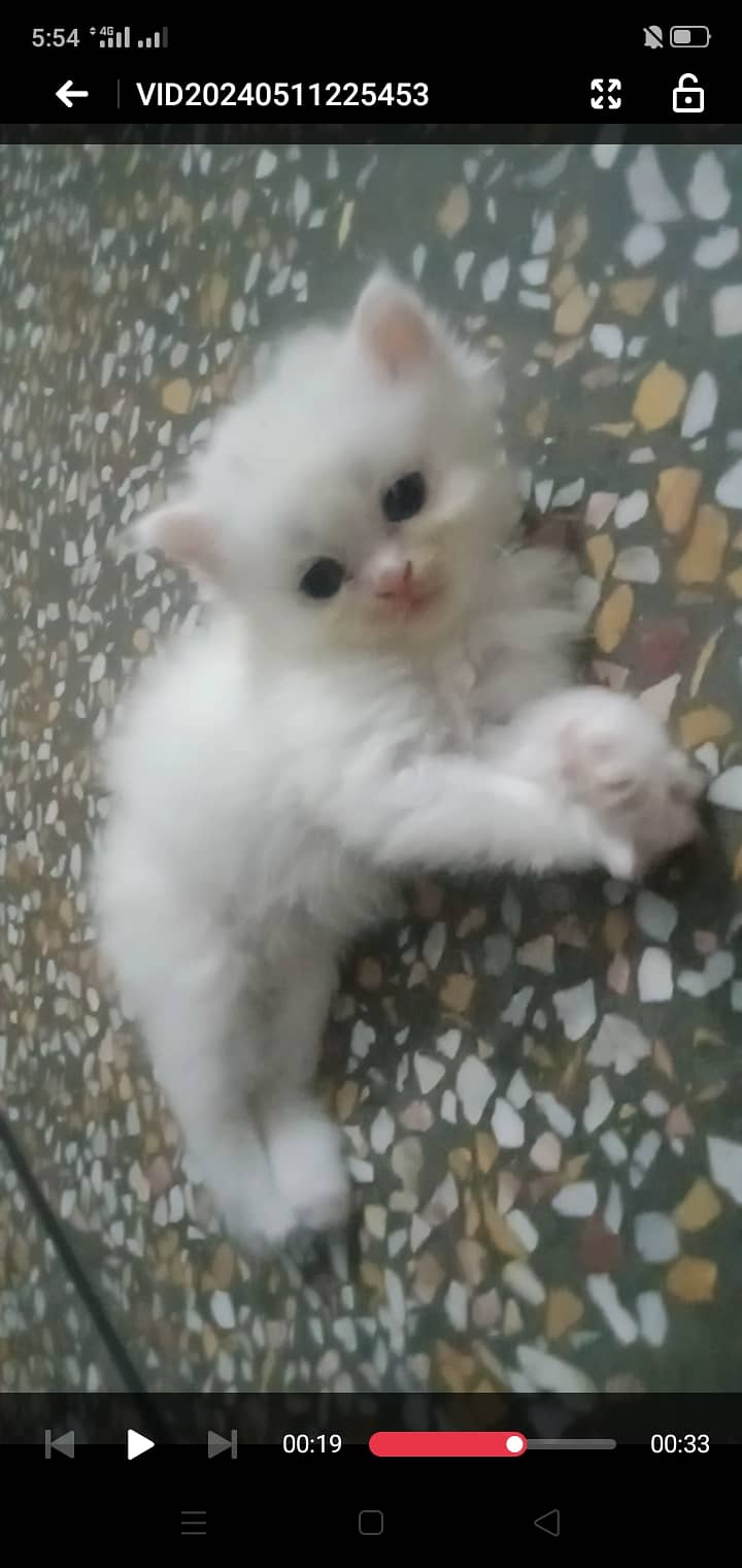 Persian/male cat / persian /kitten/ white cat //kitten //white // 6