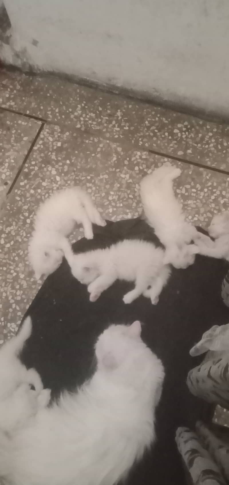 Persian/male cat / persian /kitten/ white cat //kitten //white // 7