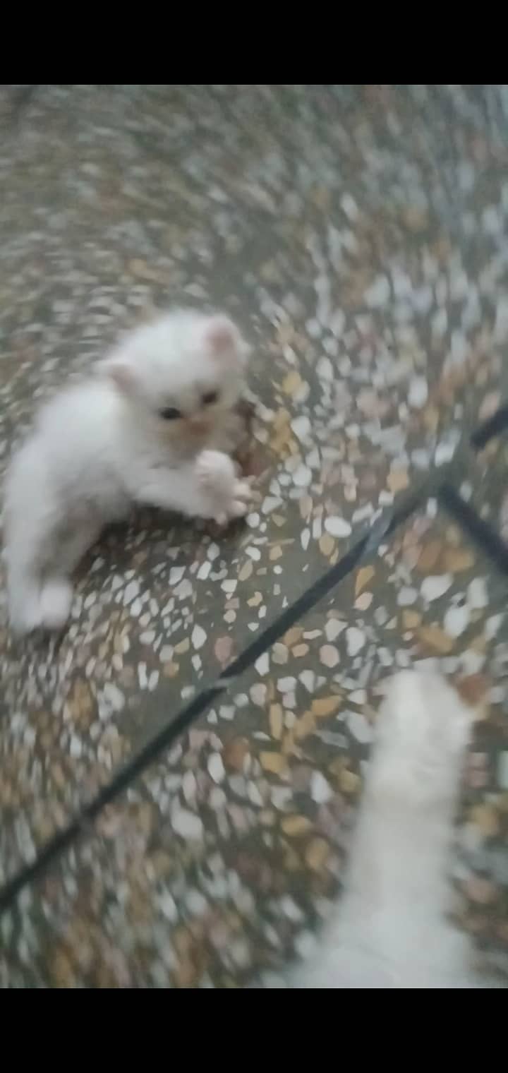 Persian/male cat / persian /kitten/ white cat //kitten //white // 8
