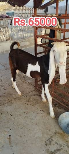 goats for sell
