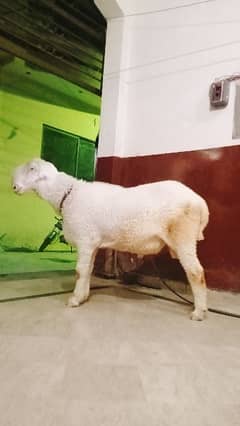 Big mundra chatra kaka pure white ghr ka pala ha 0