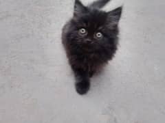 Black Kitten 3 Months old