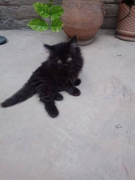 Black Kitten 3 Months old 1