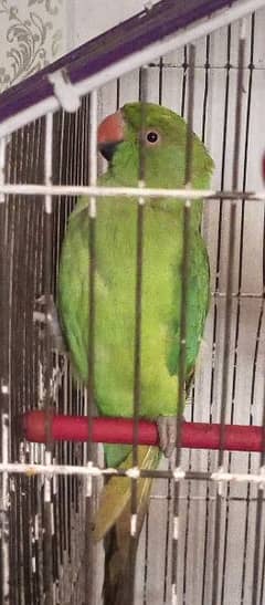 female parrot