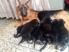 gsd puppy double cot or 35 days