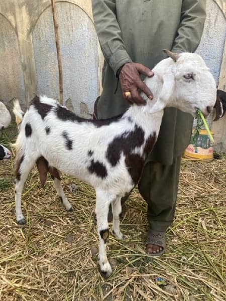female goat bakri bachay dene wali  / baby goats / bakray kei bachay 1