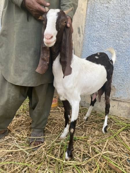 female goat bakri bachay dene wali  / baby goats / bakray kei bachay 2