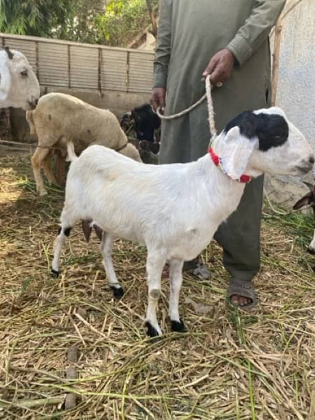 female goat bakri bachay dene wali  / baby goats / bakray kei bachay 3