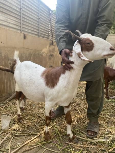 female goat bakri bachay dene wali  / baby goats / bakray kei bachay 4