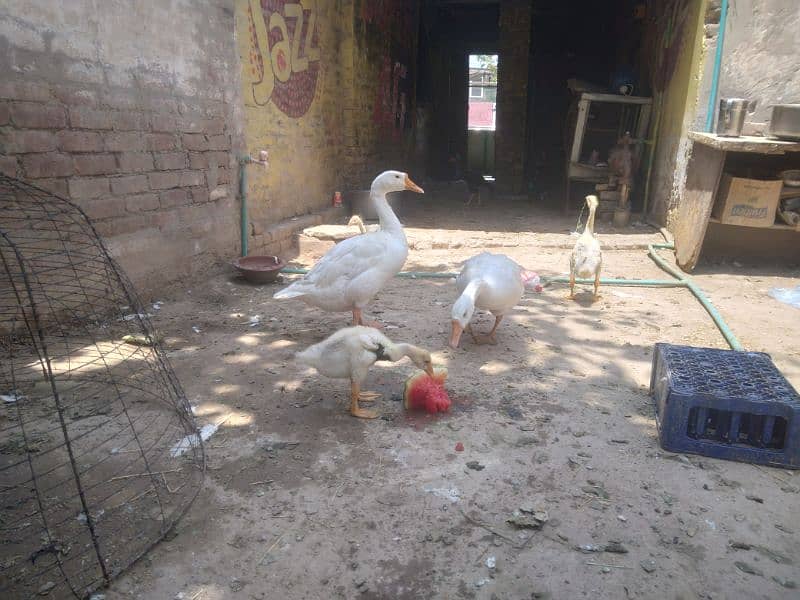 ducks pair 8