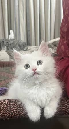 Persian cat for sale only cat lovers contact
