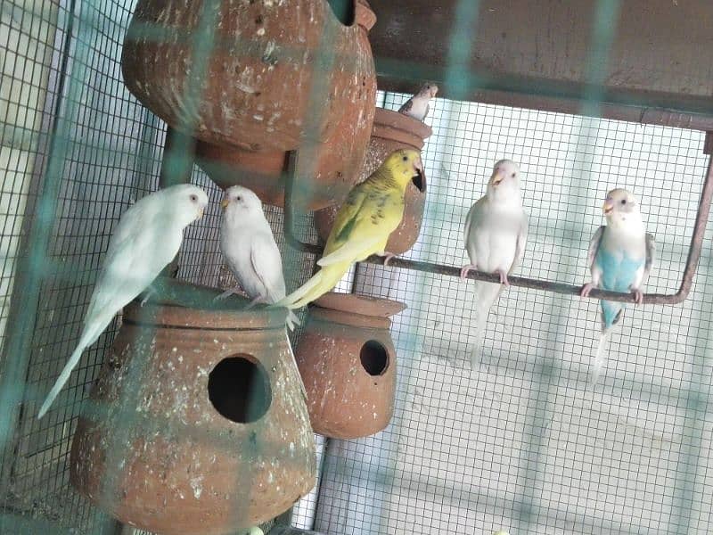 Healthy Australian parrots for sale 2