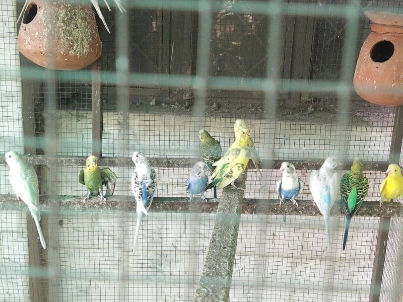 Healthy Australian parrots for sale 4