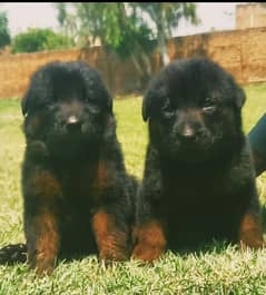 German Dabal  mle and female avalibale for sale