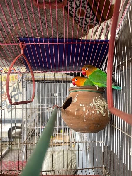 Chicks for sale and parrots 7