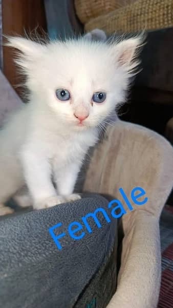 Female kitten for sal 1