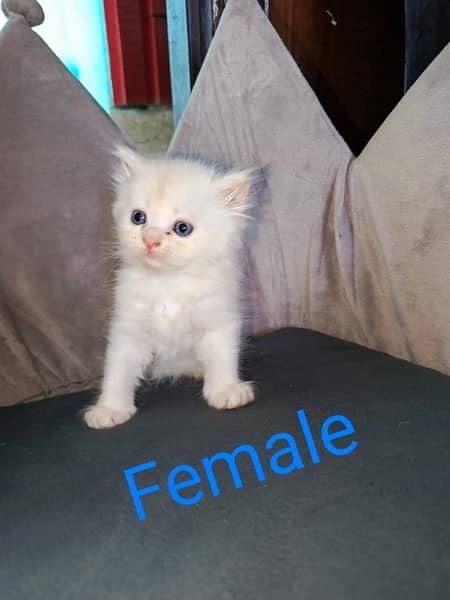 Female kitten for sal 2