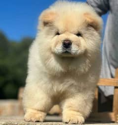 Chow chow puppies are available for sale