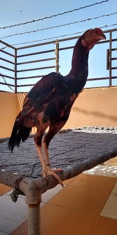 Aseel chick male 6 month old