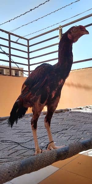 Aseel chick male 6 month old 1