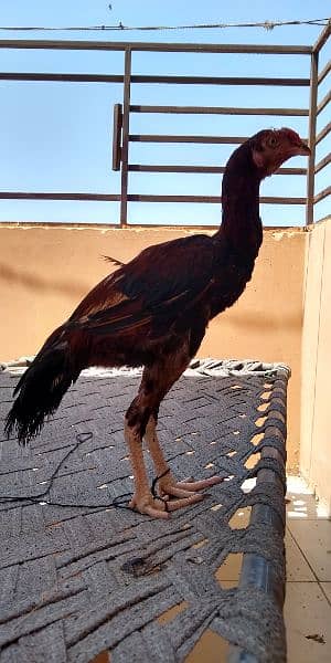 Aseel chick male 6 month old 2